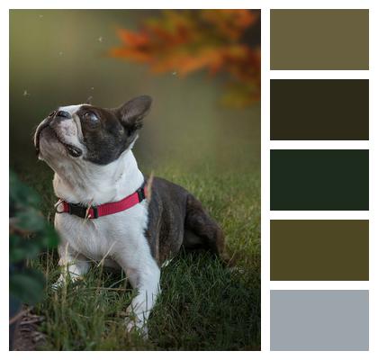 Outdoors Purebred Dog Boston Terrier Image